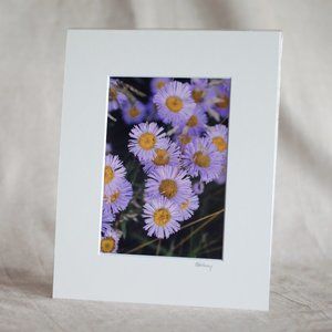 "Purple Fleabane" 5x7 Photography Print